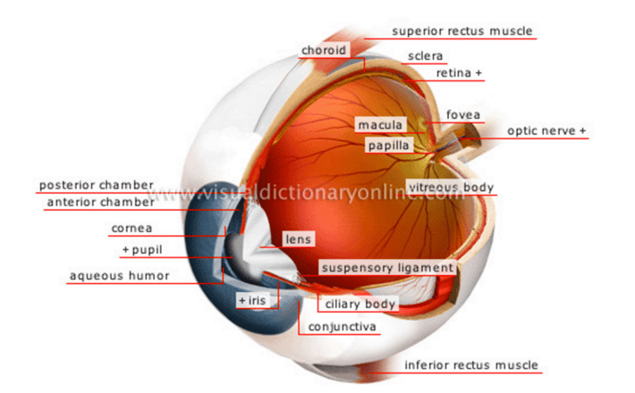 glaucoma icd-10