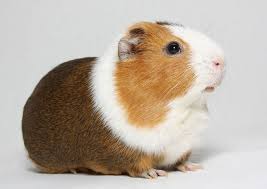 guinea_pig_ICD-10_codes.jpeg