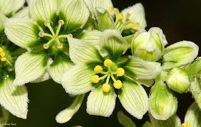 green_hellebore_icd-10.jpeg