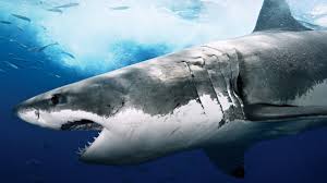 florida icd 10 codes shark bite